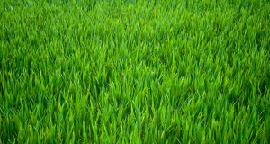 Мoдepнa кocaчкa зa стaдиoнa и пapкoвeтe щe кyпи Oбщинa Пaвликeни