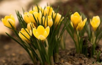 25 градуса и цъфнали минзухари в с. Дъскот