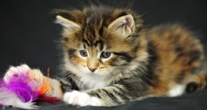 Международен ден на котката