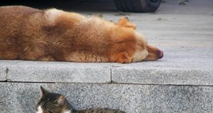 Световният ден на бездомните животни