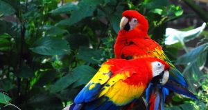 22 май е обявен за Международен ден на биологичното разнообразие