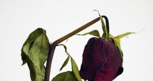 Кой прави културата? (и на 9 Май 2016)