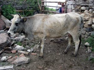 Родопско късорого говедо