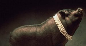 „Не хвърляйте бисерите на свинете, защото те ще ги погазят и ще се извърнат срещу вас.“