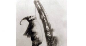 Обесването на "Смъртоносната Мери" след убийство на дресьор в цирк