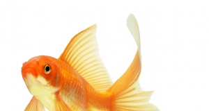 "Само мъртвата риба се носи по течението"