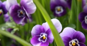 Когато цъфнат теменугите…