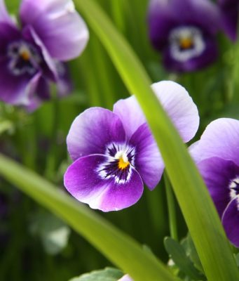 Когато цъфнат теменугите…