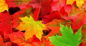 Събраха над 65 тона листна маса в Търново