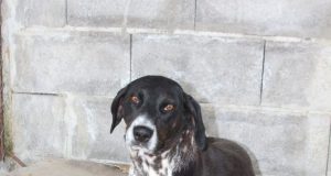 Швейцарци осиновиха трикрако куче от приюта във Велико Търново