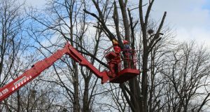 Тече почистване и окастряне на дървета по четвъртокласната пътна мрежа в община Велико Търново
