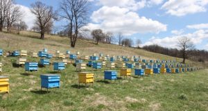 НССЗ представя пред пчелари възможностите за кандидатстване по 6.1 и 6.3