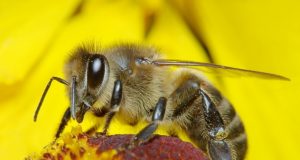 Ученици решаваха проблема с изчезването на пчелите