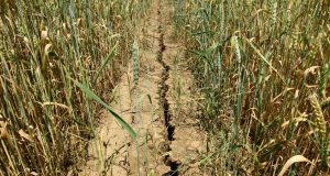 Компенсират производители с пропаднали площи от климатични условия