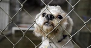 Общинският приют в Търново е приютил 68 кучета