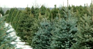 Благотворителна кампания за продажбата на живи елхи правят във Велико Търново