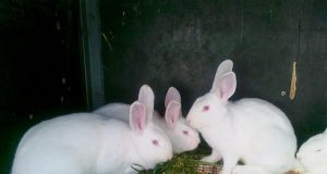 Продавам зайци за разплод и клане