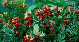 Бране на забранената билка рускус става хит в региона