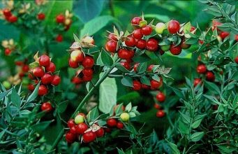 Бране на забранената билка рускус става хит в региона