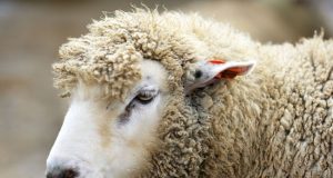 Интернет платформа за овцевъдство ще бъде създадена по проект на Националната асоциация за развъждане на млечни овце в България