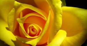 Димитър Хинов получи приза „Кавалер на жълтата роза” на Зонта – Велико Търново