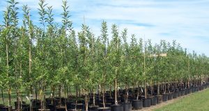 Младежи засаждат 3,300 фиданки във Вонеща вода