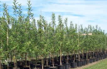 Младежи засаждат 3,300 фиданки във Вонеща вода